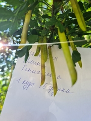 Caragana arborescens