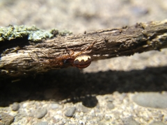 Pachygnatha autumnalis