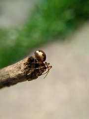 Pachygnatha autumnalis