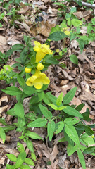 Aureolaria grandiflora