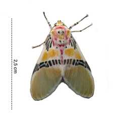Idalus herois