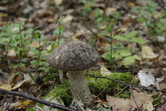 Leccinum scabrum melaneum