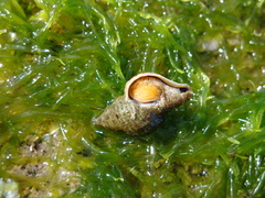Trophon geversianus