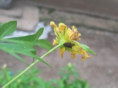 Heteroptera