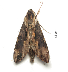 Erinnyis oenotrus
