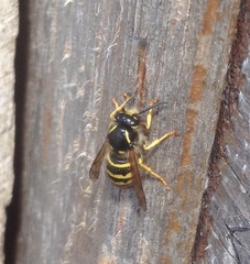 Dolichovespula saxonica