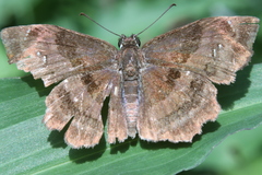 Antigonus funebris