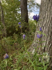 Gentiana linearis