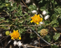 Encelia resinifera