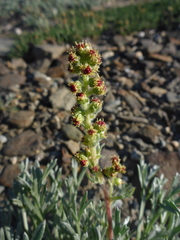 Artemisia furcata