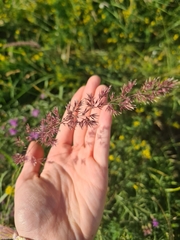 Calamagrostis epigejos