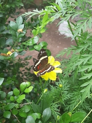 Anartia fatima
