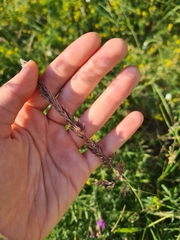 Calamagrostis epigejos