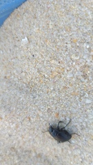Erodius siculus