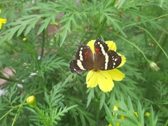 Anartia fatima