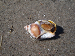 Buccinastrum deforme