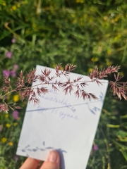Calamagrostis epigejos