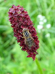 Anasimyia interpuncta