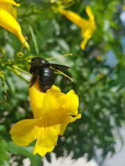 Xylocopa