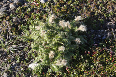 Geum glaciale