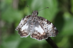 Chiomara georgina georgina