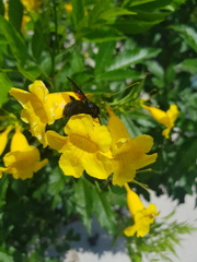 Xylocopa