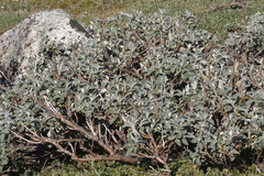 Salix glauca