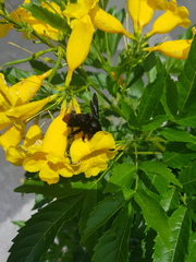 Xylocopa