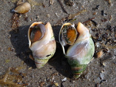 Buccinastrum deforme