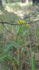 Tanacetum vulgare