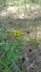 Tanacetum vulgare