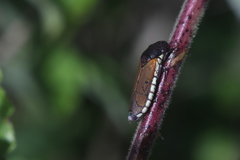 Oncometopia rufipennis