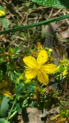 Hypericum perforatum