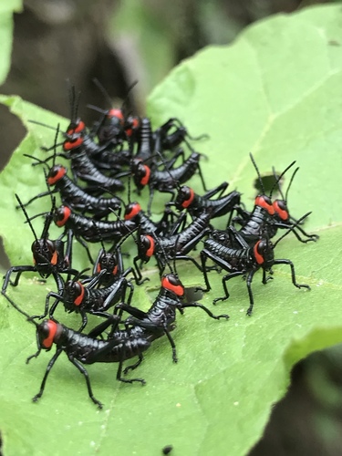 Chromacris colorata