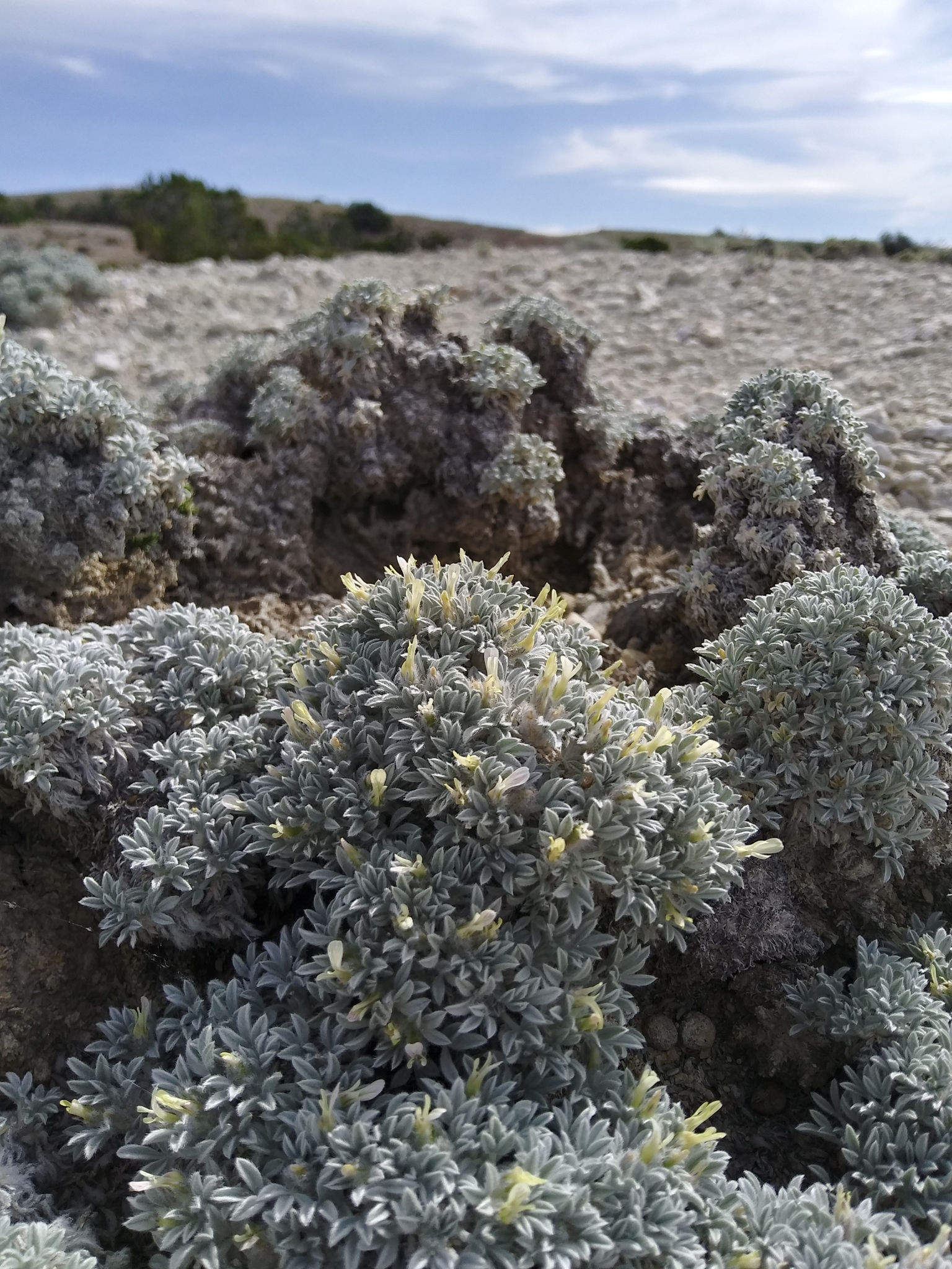 Astragalus hyalinus
