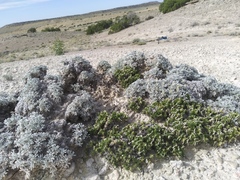 Astragalus hyalinus