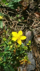 Hypericum perforatum