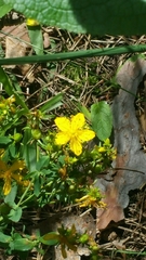 Hypericum perforatum