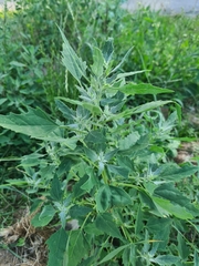 Chenopodium album