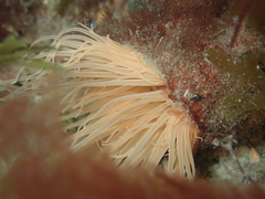 Cerianthus membranaceus