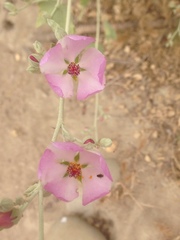 Malacothamnus fasciculatus nuttallii