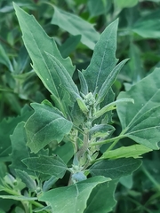 Chenopodium album