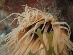 Cerianthus membranaceus