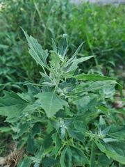 Chenopodium album