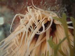 Cerianthus membranaceus