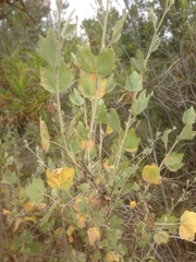 Malacothamnus fasciculatus nuttallii