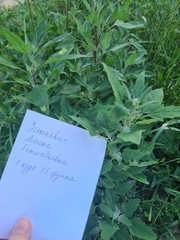 Chenopodium album