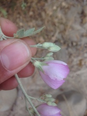 Malacothamnus fasciculatus nuttallii