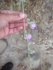 Malacothamnus fasciculatus nuttallii