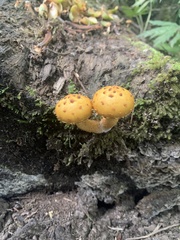 Pholiota cerifera